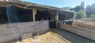 дом в новониколаевке: Дом, 30 м², 4 комнаты, Собственник, Старый ремонт