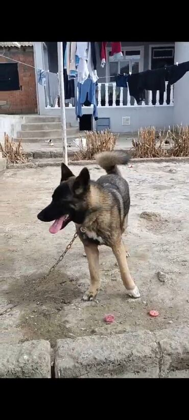 İtlər: Akita-inu, 8 ay, Dişi, Peyvəndli, Ünvandan götürmə