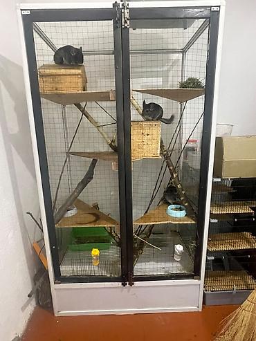 каракол животные: Продам 3 шиншилл вместе с витриной за 25 тыс сом — 4