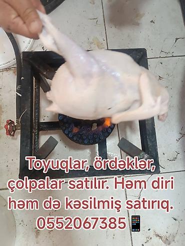 Digər quş: Kənd toyuğu Toyuq Bütöv — 3