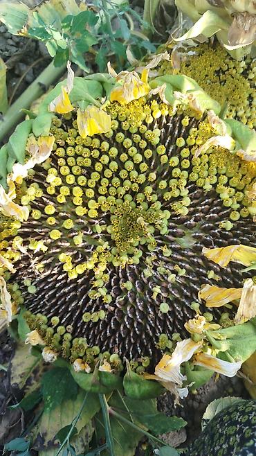 Помидоры: Помидоры Сливки — 23