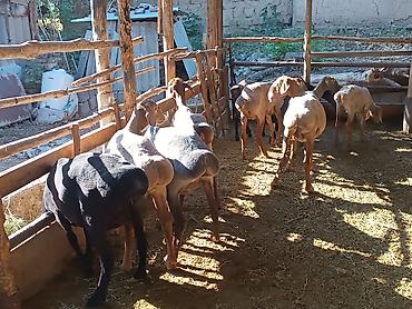 кой машынка: Продаю | Баран (самец) — 7