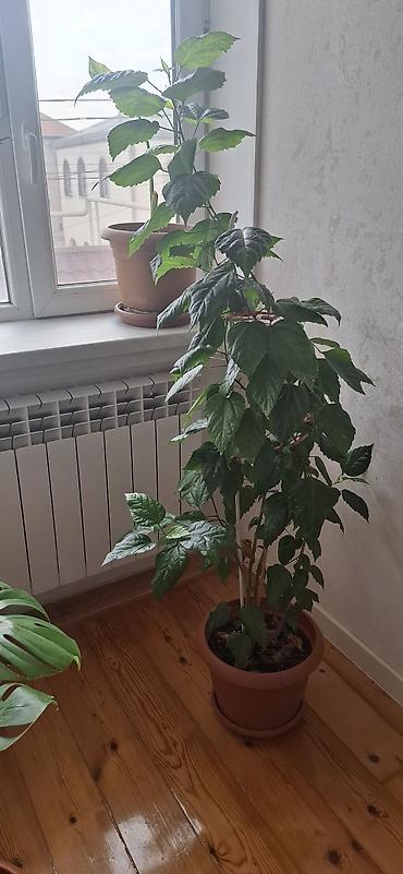 yaşıl: Hibiskus (Çin qızılgülü), torfa əkilib - Hündürlüyü təxminən 120–150 — 1