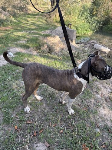 охотничий собак: Собака даром: Питбуль, 10 месяцев, Самец, С прививкой