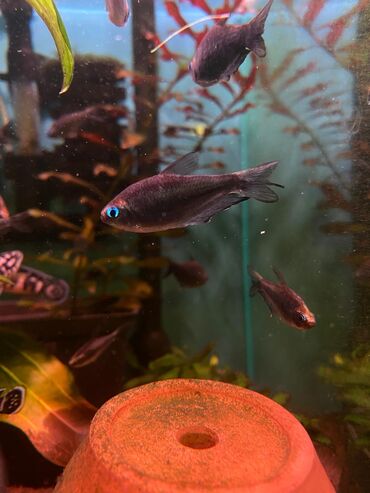 Аквариумы: Green Aqua — рыбки и растения для аквариума 🐟🌿 ▪️ Пресноводные рыбки и — 27