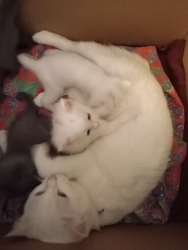 сфинксы котята: 1 месяц, Мальчик