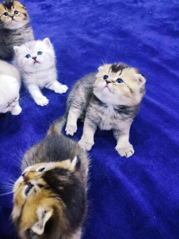 веслоухие котята: Готовятся к продаже шотландские котята страйт и фолд, три мальчика и