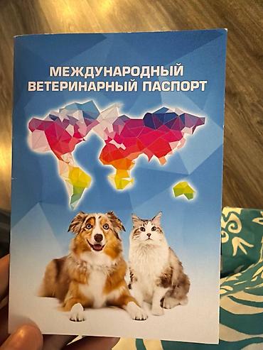 фенек цена: Мейн-кун, 2 года, Мальчик, Серый, Приучена к лотку — 7