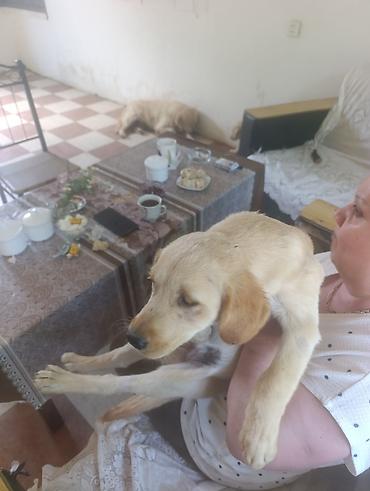 damazlıq heyvanların satışı: Labrador-retriver, Dişi, Peyvəndli — 1