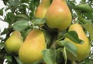 Груша: Плодовые деревья колоновидные яблонигруши персики at lalafo.kg — 4 Груша: Плодовые деревья колоновидные яблонигруши персики — 4