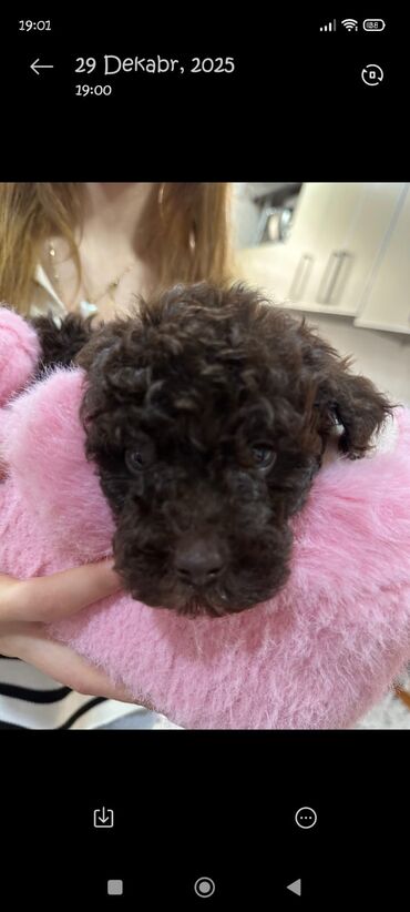 İtlər: Pudel, 2 ay, Erkek — 5