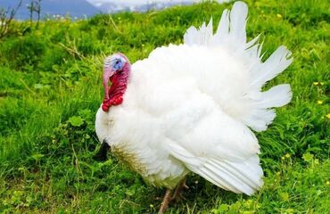 Козы, козлята: Самец, Kanada, Для мяса, Самовывоз