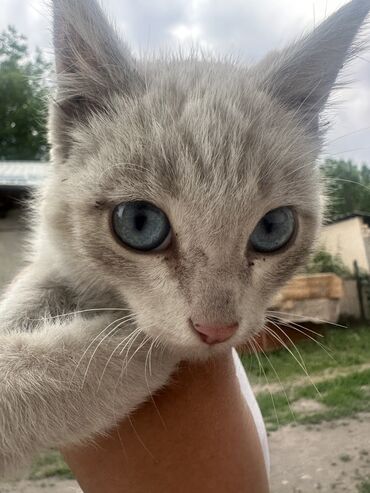 Отдам даром кошку: 3 месяца, Мальчик, Приучена к лотку