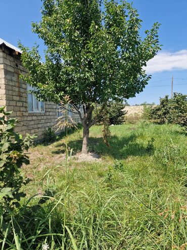 Bağ evlərinin satışı: Xaçmaz, 160 kv. m, 3 otaqlı, Su, İnternet, Qaz — 13