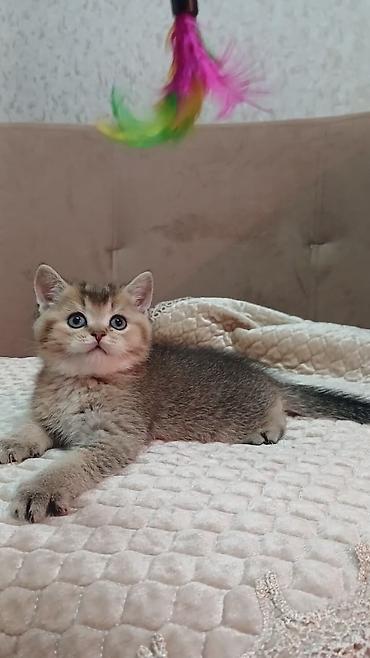 Pişiklər: Britan — 8