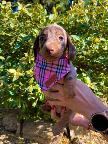 Psi: Odgajivacnica pasa "Happy Puppies" ima u ponudi patuljaste jazavicare — 5