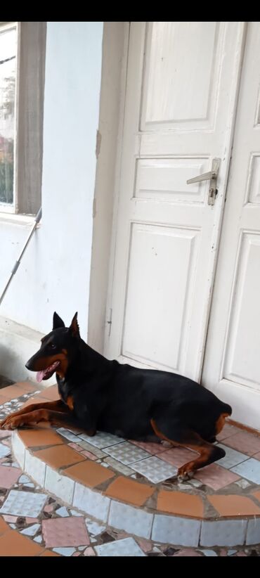 Akvariumlar: Doberman