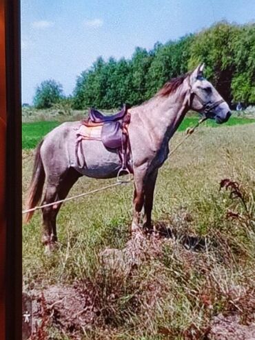 at şampunu qiymeti: Göydemir təzə minilib 3yaşı var