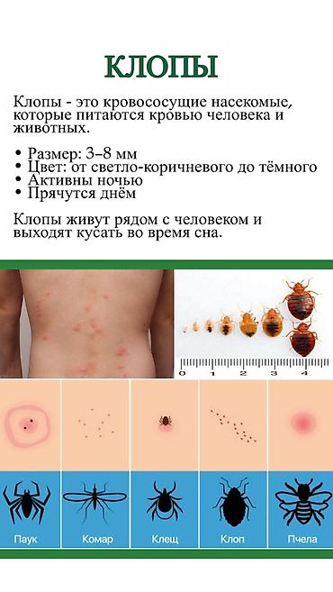 bee: Дезинфекция, дезинсекция, | Клопы, Блохи, Тараканы, | Транспорт, Офисы, Квартиры — 7