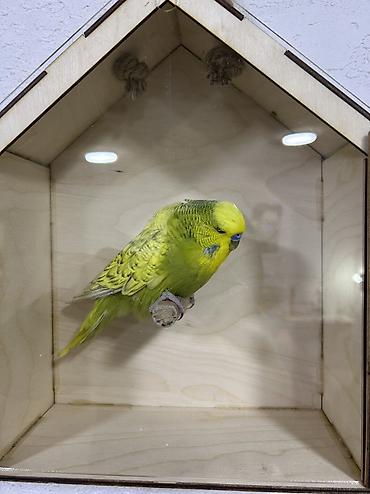 Tutuquşları: Salam . Jumbo erkək quşlar satılır hamısı hazır erkəylərdi çoxsu cütdə — 2