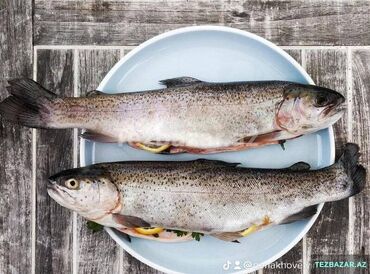 Balıq və dəniz məhsulları: ✅Syomqa (Somon) Qizil balıq ✅Okeandan Tutulub ✅ Təmizlənmiş Syomqa — 6