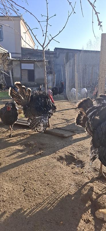 Hinduşka: Erkək, Amerika, Damazlıq, Ünvandan götürmə, Ödənişli çatdırılma — 3