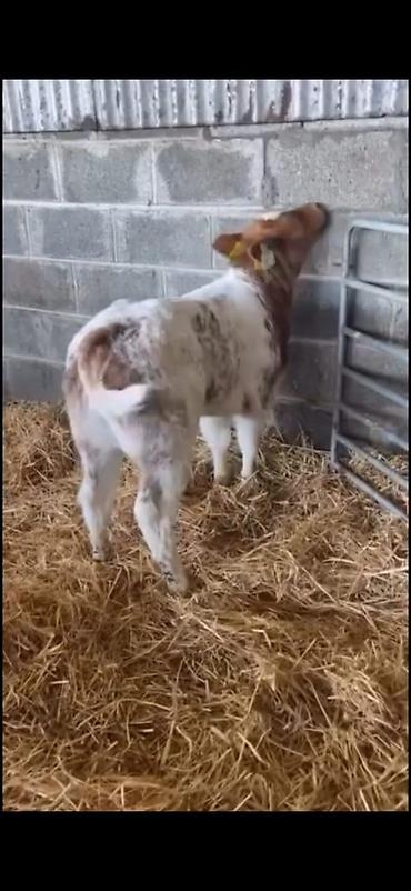 Dana, buzov: Satılır: erkək balalıq (dana) Xüsusiyyətlər: - Rəng: ağ-qırmızı — 1