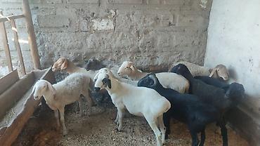 Баран, овца: Продаю | Баран (самец) | Для разведения | Осеменитель — 5