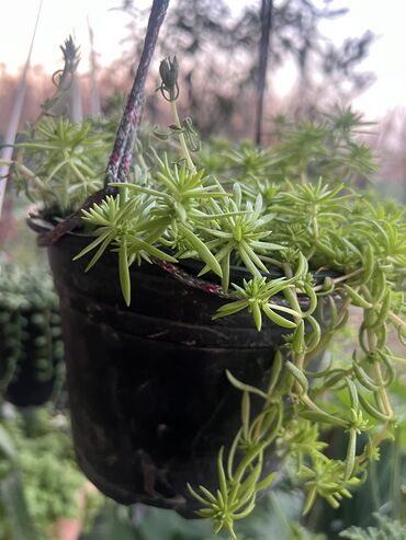 Otaq bitkiləri: Her biri ucuz kimete Gencededi catirma var size yaxin yere ancag — 49