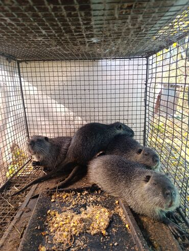корм фарели: Продаются нутрии ! мальчик и девочка,живой вес 1 кг 400 сомможно