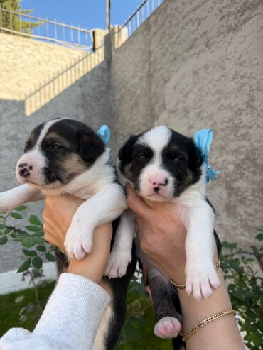 İtlər: Labrador-retriver, 1 il, Dişi, Ünvandan götürmə — 12