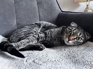 scottish fold: Кошка даром: Скотиш Фолд (Шотландская вислоухая), более 5 лет, Девочка, С документами, С прививками, Приучена к лотку — 2