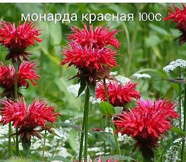 саженцы кочот: Все растения что на фото есть в наличии. Цены указаны, по всем — 2