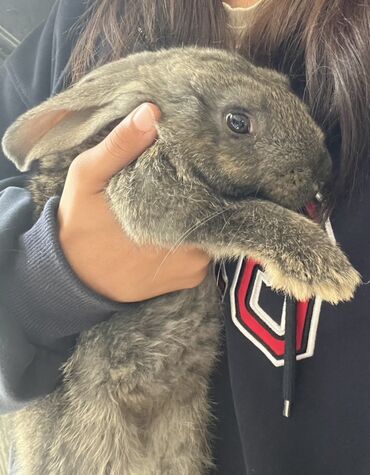 я ищу кроликов: Плюшевый кролик с висящими ушками - Окрас: серо-агути с мягким