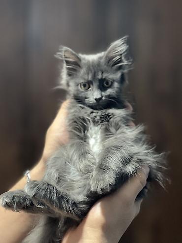 котенок отдам даром: 2 месяца, Девочка, Приучена к лотку, Проглистована, С прививками — 1