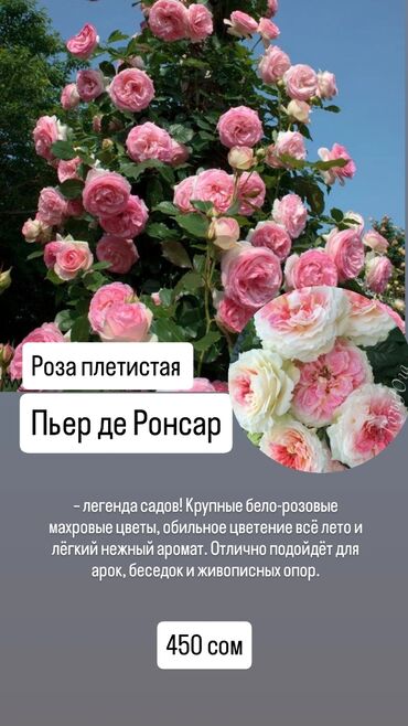 кусты розы: Роза плетистая «Пьер де Ронсар» - Легенда садов с крупными