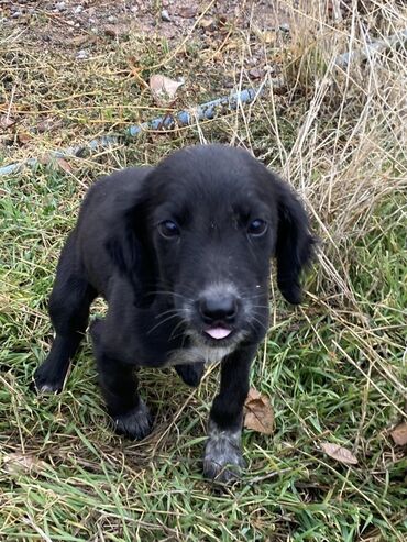 продажа щенков немецкой овчарки в бишкеке с документами: Таза кандуу тайган кучук сатылат Ургачы 2айлык Прививкалары бериле