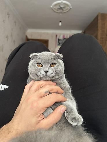 Кошки: Шотландская вислоухая — 6