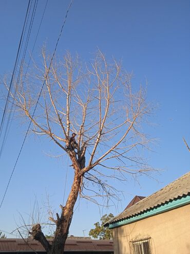Спил деревьев, заготовка дров: Пилью деревья Профессионально оперативно быстро спил любой сложности — 11