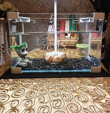 beta balığı qiymət: 20 litrlik akvarium ve 8 eded baliq qara daslar oyuncaq ve — 1
