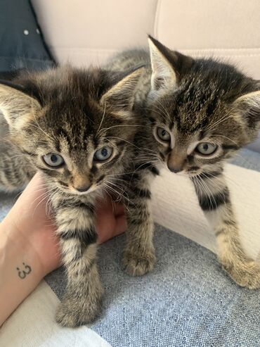 кошка с разными глазами: Кошка даром: Беспородная, 2 месяца, Девочка, Приучена к лотку