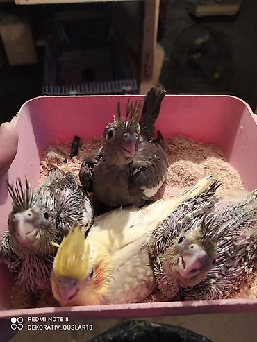 Tutuquşları: Salam. TAM SAĞLAM VİTAMİNLƏR PROFESSİONAL BİT DƏRMANİ VURULUB VƏ — 17