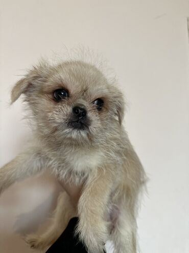 İtlər: Miniatür balaca it balaları - Cins: kiçik ölçülü dekorativ — 5