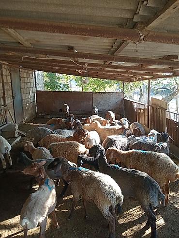 heyvanlara verilən xüsusi adlar: 24 erkək 7 dişi kom 31 baş toğlu satılır — 5