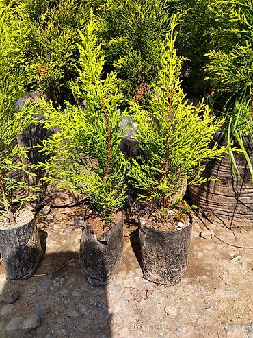 lent gul buketi: Thuja (həyət-baca üçün həmişəyaşıl iynəyarpaq şitilləri) - Bitki — 3