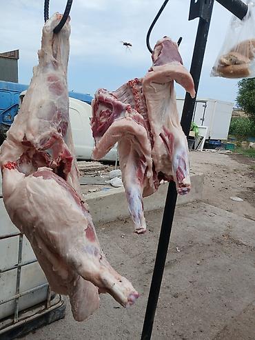 bildirçin əti satışı: Məhsul: Təzə donuz əti — 3