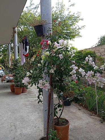 Uzunmüddətli kirayə evlər: Günlərlə və aylıq kirayə verilir.0507680071 Şəhərətrafı həyatdan zövq — 6