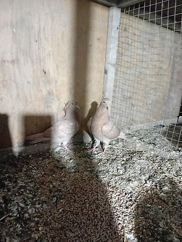 quş: Sari balar 5 ededi riyal alci narhat elsin 5sde kekldi qesde gozderi — 4