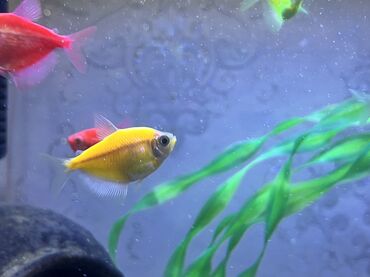 Balıqlar: Tetra balığı, Sülhsevər, Ödənişli çatdırılma -da lalafo.az — 5 Balıqlar: Tetra balığı, Sülhsevər, Ödənişli çatdırılma — 5