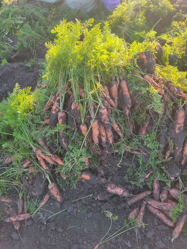 Овощи: Саженцы овощей: Морковь — 3